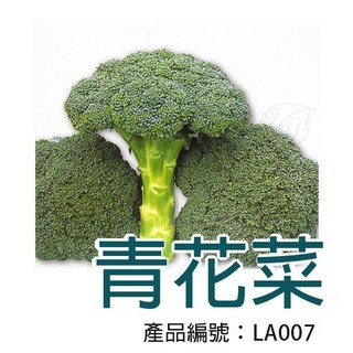 【醬米資材】DIY種子栽種 青花菜盆栽 - 家庭園藝 輕鬆種植 陽台盆栽, 1個