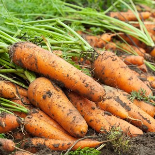 [특가행사] 아삭하고 달콤한 수분과 꿀 품은 국내산 흙당근, 1박스, 10kg 왕