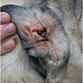 강아지귀각질 강아지귀곰팡이 강아지중이염 강아지내이염 고양이귀진드기, 1개, 40ml