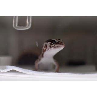 打工寵物 派出家裡所有寵物出來打工 自己的飼料錢自己賺 打工貓貓 打工龜龜 打工鳥鳥 打工蛙蛙, 打工壁虎