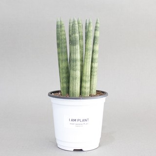 스투키 실내 공기정화식물 화분 화이트포트 플랜테리어, 1개, 식물단품