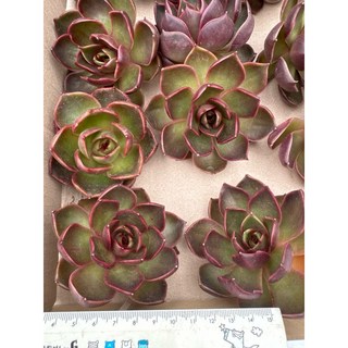 MC多肉園 嚴選5月韓國進口多肉植物 多選項 療癒盆栽, 1個, 紅燈