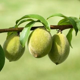 산복숭아 개복숭아 나무 묘목 / 수고1m이상 특묘 / 건강에 좋은, 1개