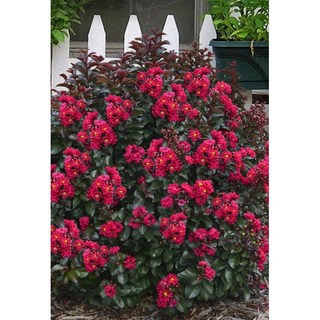 배롱나무 무카 6치 포트묘 왜성 목백일홍 백일홍나무 여름꽃 조경수 노지월동