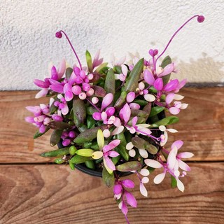 [다봉스] 칼라 진주목걸이 루비앤네크리스 9cm포트 키우기쉬운 다육식물 랜덤 1개