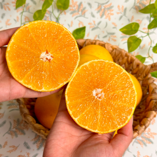 [재구매1위] 25년6월수확 후숙귤 제주고당도 황금향, 1개, 2kg