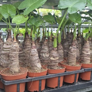 알로카시아 오도라 몸통알로 소품 반려식물, 1개, 기본