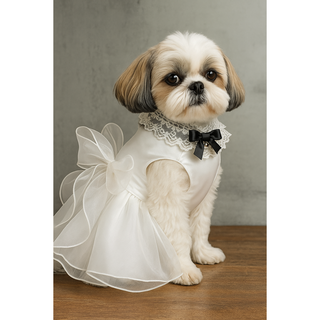 드레스와 케이프 세트