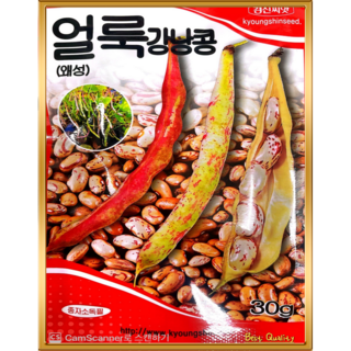 두불 강낭콩씨앗 얼룩강낭 콩종자 씨 30g 비덩굴성 경신, 01.얼룩강낭콩(비덩굴)30g, 1개