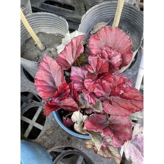 霏霏園藝煙霧海棠一棵5吋盆栽，室內盆栽植物，易於照料，美化空間，淨化空氣, 1個