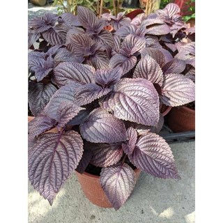 霏霏園藝紫蘇六吋盆栽 綠葉紫色雙色 可食用觀賞盆栽植物 特價優惠中