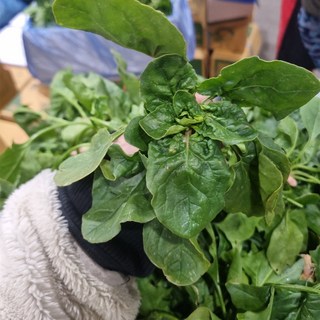 신안 팔금도 해풍맞고 자란 섬초 시금치, 1박스, 2kg