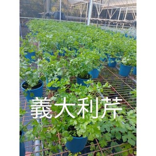 霏霏園藝義大利芹5吋盆栽 特價盆栽 居家盆栽 綠色植物 陽台盆栽, 1個