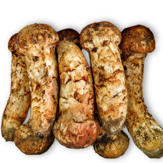 2025 국내산 자연산 송이버섯 4등품 개산품 향긋한 가을 봉화 양양 명절 프리미엄 선물세트, 1박스, 4등품 500g