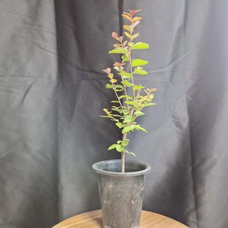 빨강 다이너마이트 중형 배롱나무 붉은 빨강 꽃 목백일홍 반려 식물 키우기, 1개