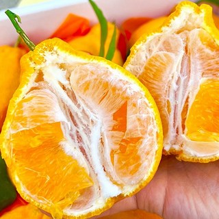 ( 산지직송 ) 고당도 제주도 한라봉 선물용 로얄과 2kg 3kg 5kg, 중대과 선물용 3kg, 1개