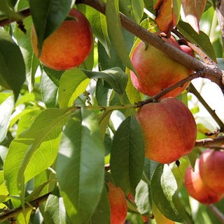 [라이브묘목농원] 옐로드림 천도복숭아나무 1년생 특묘 복숭아묘목, 1개, 묘목