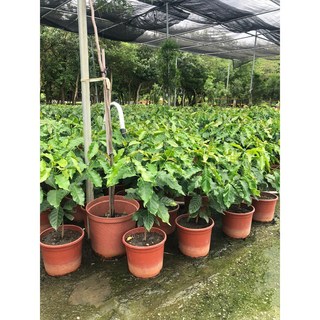 花花世界 常綠喬木 咖啡樹 (不分品種) 6吋盆/高30-60cm