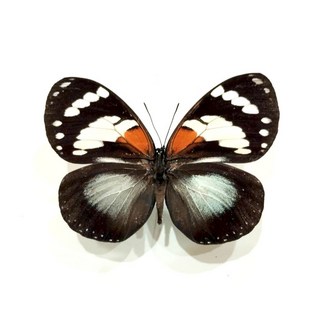 蝴蝶標本DIY材料包 - 蟲新發現蛺蝶未展翅乾貨 親子科學實驗套組, 1個