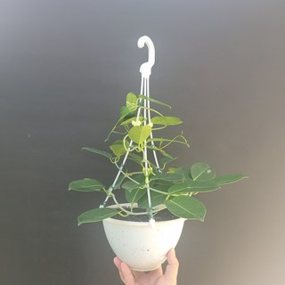 인기최고 플랜테리어 반려식물 넝쿨자스민 마다가스카르 자스민 행잉 중품 4060149, 1개