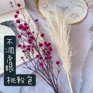 不凋花素材-澳洲進口虎眼常勝花【桃色】乾燥花束，婚禮佈置、手作素材、新娘捧花、花盅材料，年節喜氣。, 桃色