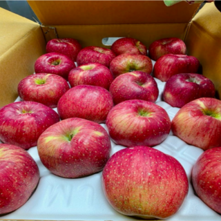 특품 사과 경상북도 선물용 고당도 부사 사과 (정품), 1개, 5kg 대과 (정품)