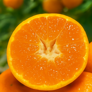 제주의맛 고당도 효돈 감귤 인공료무첨가, 1세트, 10kg(L~2L)중대과