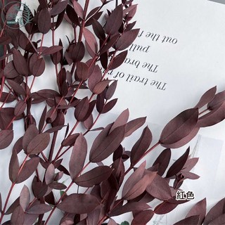 大好屋 永生小葉尤加利 花材 居家裝飾 手作花材 花藝設計 佈置, 1個, 小葉_尤加利【紅色】大束裝