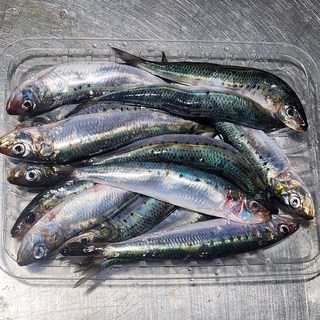 급냉 정어리 미끼용 구이용, 1세트, 1kg(16미내외)