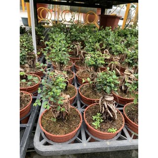 榆樹 小葉翠綠明亮盆栽，單株70元，點綴居家空間，輕鬆享受種植樂趣, 1個, 翠綠