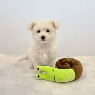 달팽이 노즈워크 장난감, 1개