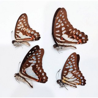 蟲新發現 蝴蝶標本A1 青斑鳳蝶四種1組 未展乾貨 亞洲產地