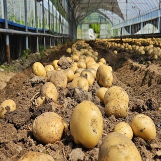 [농가직송] 국내산 강원도 햇 수미감자, 1박스, 햇 수미감자 왕특 1kg