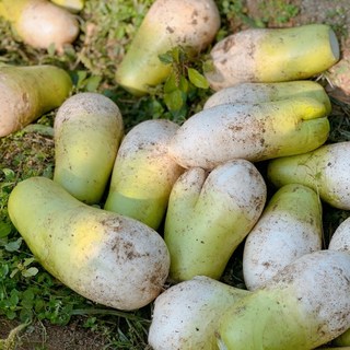 달고 맛있는 제주도 월동무 신선한 세척 무, 5kg내외, 1박스