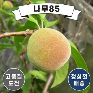 (나무85) 복숭아나무 11종 시리즈, 2. 경봉 접1, 1개