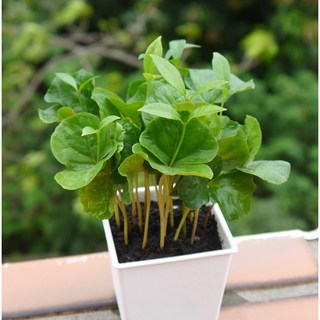 花樣渼栽盆栽生活館 咖啡樹 咖啡豆種子 (3寸) 室內植物 淨化空氣盆栽, 1個, 3寸圓形花盆(整盆寄出)(附水盤)