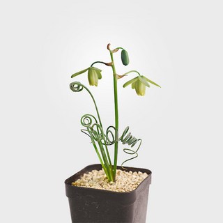 마이플랜트 알부카 스피랄리스 미니 다육식물, 1개, 단일