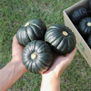 [즉시출고] 미니밤호박 미니단호박 단호박 1kg 2kg 3kg, 1개, 미니밤호박 3kg(4~24개)