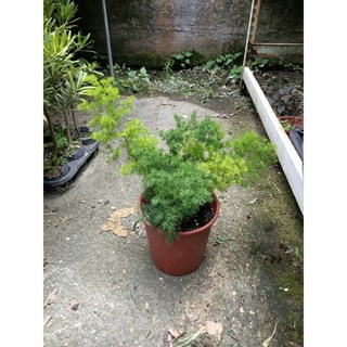 霏霏園藝 蓬萊松，5吋盆, 1個