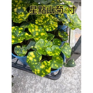 霏霏園藝星點山菊5寸盆栽特價中 清新花色 點綴您的居家空間