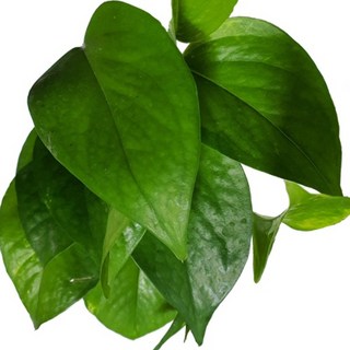 스킨답서스 2줄기 (반수생), 1개