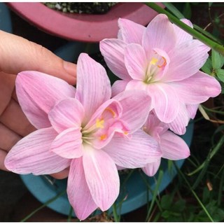 [園藝植作] [重瓣] 風雨蘭丨重瓣球根丨可應用於地披或小盆栽觀賞，繁花盛開，多品系 丨觀賞花丨【咕米魔法屋】, 1個, M-甜美玫瑰