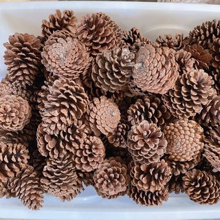綜合松果 染色松果 果實 DIY 拍照道具 落葉松 大松花 小毬果 刷白 玫瑰杉松 花圈佈置 花圈材料 藤蔓花圈, 松果7-10公分（1顆）