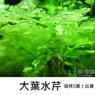林作物 水草 現貨/含發票 大葉水芹 稀有品種 水中葉 綠色水草 後景 新手級 無需co2 陰性草, 1個