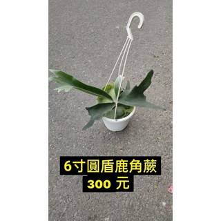 霏霏園藝圓盾鹿角蕨6吋盆栽 仿真植物壁掛裝飾 室內綠植盆景, 1個