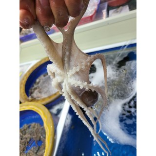 [신안/목포] 타우린과 무기질 필수 아미노산 보양식품 생물 산낙지 (소/중소/중/중대)10마리/ 산소포장, 1개, 중대낙지(110g내외) 10미