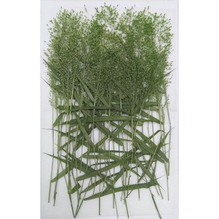 乾燥早熟禾 押花材料 植物標本 手作DIY花材 綠色, B9-1綠色