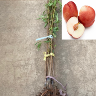 신비복숭아나무묘목(천도+백도)접목1년 2그루 ga2510