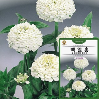 백일홍 씨앗 10립 오클라호마 화이트 백일홍 고성대륜 꽃씨 종자, 1개