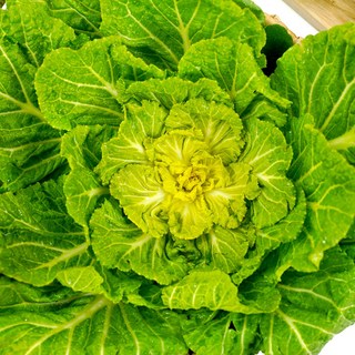 전라도청년 프레시 국내산 제철 봄동 배추, 1개, 3kg